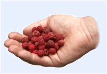 picking up raspberries