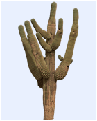 the arizona cactus